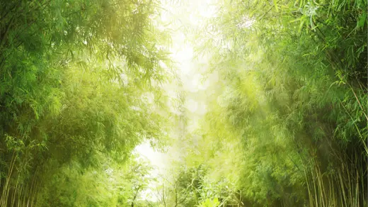 COP30 Belém: Progress on justice and adaptation, but fossil fuel ambition falls short